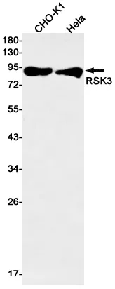 Recombinant RSK3 Monoclonal Antibody - image 1