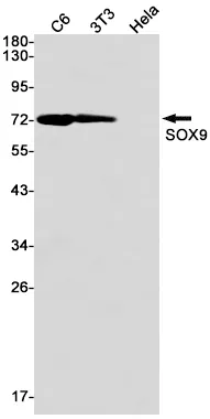 Recombinant SOX9 Monoclonal Antibody - image 1
