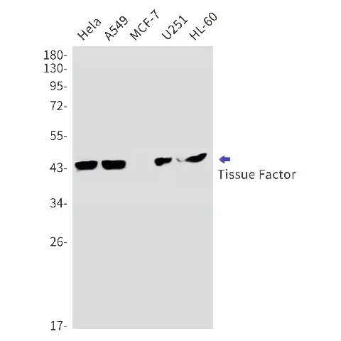 Recombinant Tissue Factor Monoclonal Antibody - image 1
