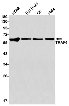 Recombinant TRAF6 Monoclonal Antibody - image 1