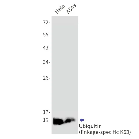 Recombinant Ubiquitin K63 Monoclonal Antibody - image 1