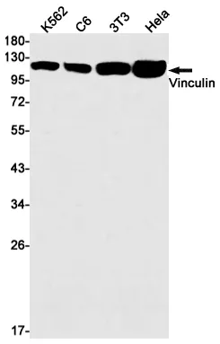 Recombinant Vinculin Monoclonal Antibody - image 1