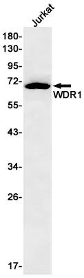 Recombinant WDR1 Monoclonal Antibody - image 1