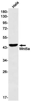 Recombinant Wnt5a Monoclonal Antibody - image 1