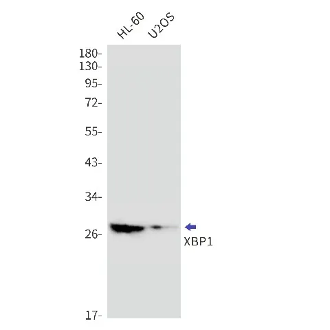 Recombinant XBP1 Monoclonal Antibody - image 1