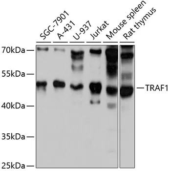 TRAF1 Polyclonal Antibody - image 1