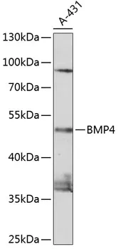 BMP4 Polyclonal Antibody - image 1