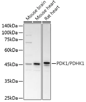 PDK1/PDHK1 Polyclonal Antibody - image 1