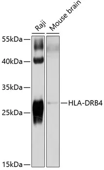HLA-DRB4 Polyclonal Antibody - image 1