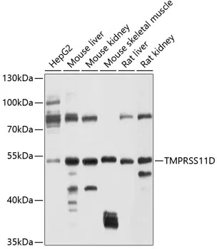 TMPRSS11D Polyclonal Antibody - image 1