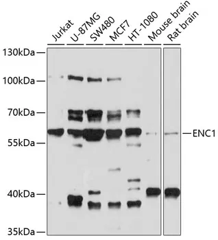 ENC1 Polyclonal Antibody - image 1