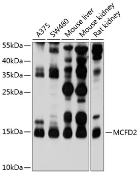 MCFD2 Polyclonal Antibody - image 1