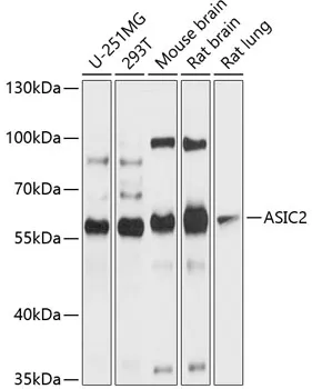 ASIC2 Polyclonal Antibody - image 1