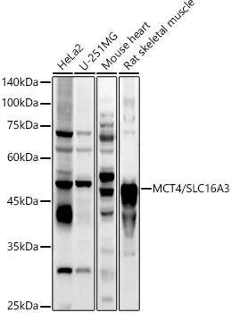 MCT4/SLC16A3 Polyclonal Antibody - image 1