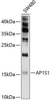 AP1S1 Polyclonal Antibody - image 1
