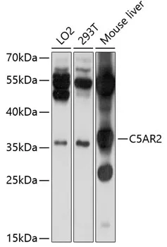 C5AR2 Polyclonal Antibody - image 1