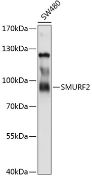 SMURF2 Polyclonal Antibody - image 1