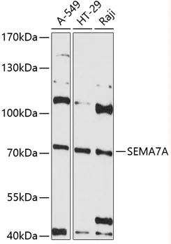 SEMA7A Polyclonal Antibody - image 1