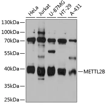 METTL2B Polyclonal Antibody - image 1