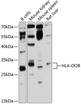HLA-DOB Polyclonal Antibody - image 1