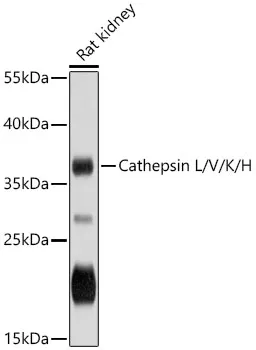Cathepsin L/V/K/H Polyclonal Antibody - image 1
