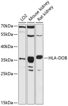 HLA-DOB Polyclonal Antibody - image 1
