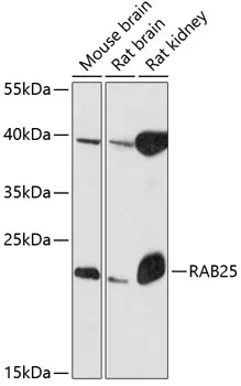 RAB25 Polyclonal Antibody - image 1