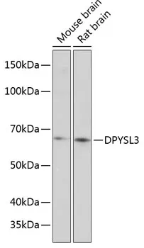 DPYSL3 Polyclonal Antibody - image 1