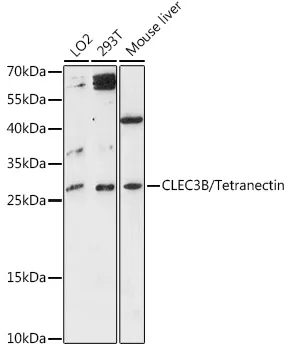 CLEC3B/Tetranectin Polyclonal Antibody - image 1
