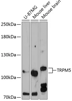 TRPM5 Polyclonal Antibody - image 1