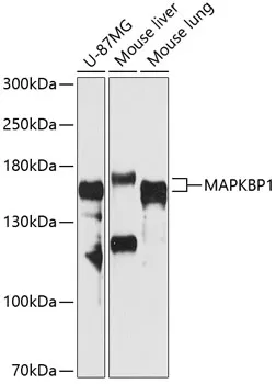 MAPKBP1 Polyclonal Antibody - image 1