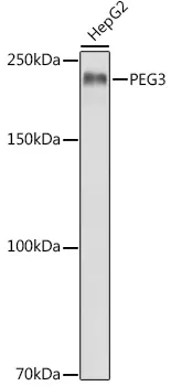 PEG3 Polyclonal Antibody - image 1