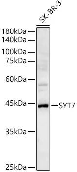 SYT7 Polyclonal Antibody - image 1