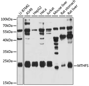 MTHFS Polyclonal Antibody - image 1