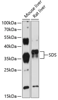 SDS Polyclonal Antibody - image 1