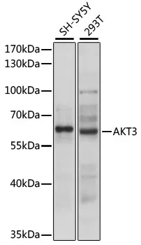 AKT3 Polyclonal Antibody - image 1