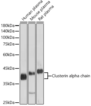 Clusterin alpha chain Polyclonal Antibody - image 1