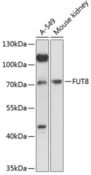FUT8 Polyclonal Antibody - image 1