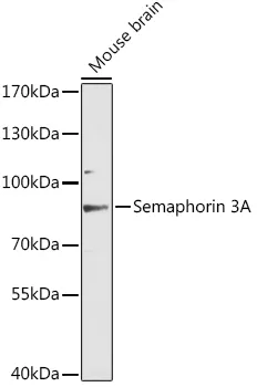 Semaphorin 3A Polyclonal Antibody - image 1