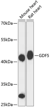 GDF5 Polyclonal Antibody - image 1