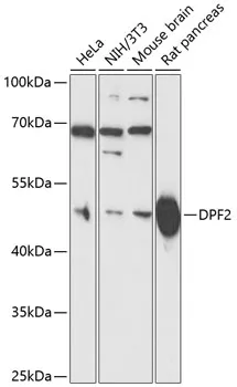 DPF2 Polyclonal Antibody - image 1