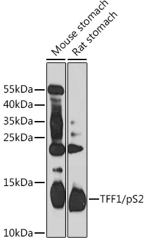 TFF1/pS2 Polyclonal Antibody - image 1
