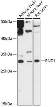 RND1 Polyclonal Antibody - image 1