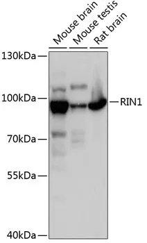 RIN1 Polyclonal Antibody - image 1