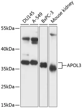 APOL3 Polyclonal Antibody - image 1