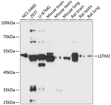 LETM2 Polyclonal Antibody - image 1