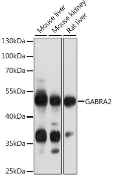 GABRA2 Polyclonal Antibody - image 1