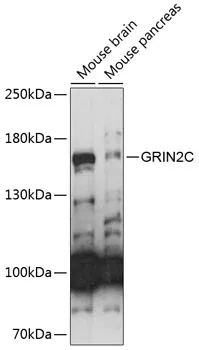 GRIN2C Polyclonal Antibody - image 1