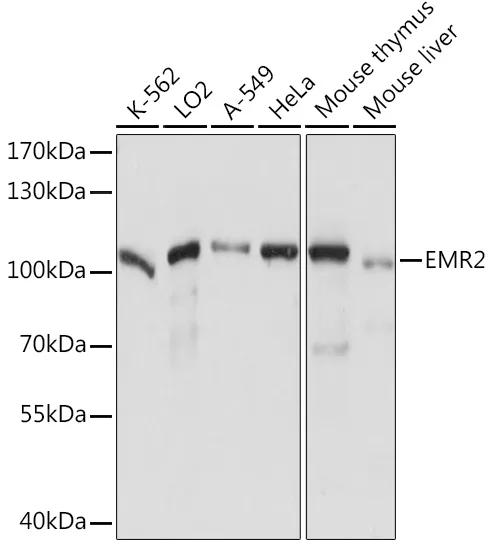 EMR2 Polyclonal Antibody - image 1