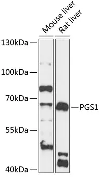 PGS1 Polyclonal Antibody - image 1